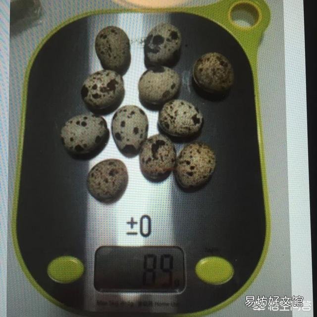 鹌鹑一天下几个蛋?