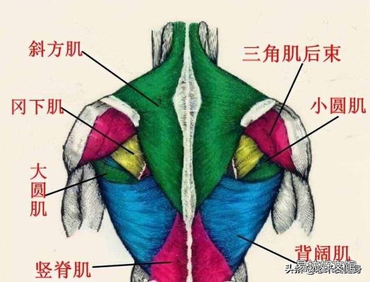 哑铃锻炼方法 初学者 哑铃锻炼方法