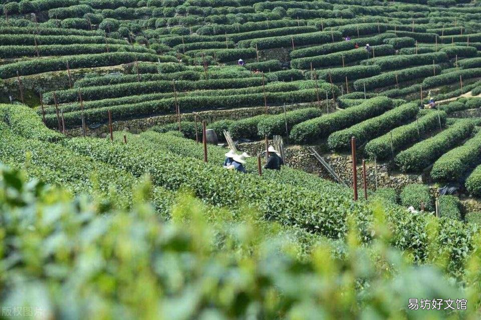 竹叶青是品牌还是绿茶的种类 竹叶青属于绿茶吗
