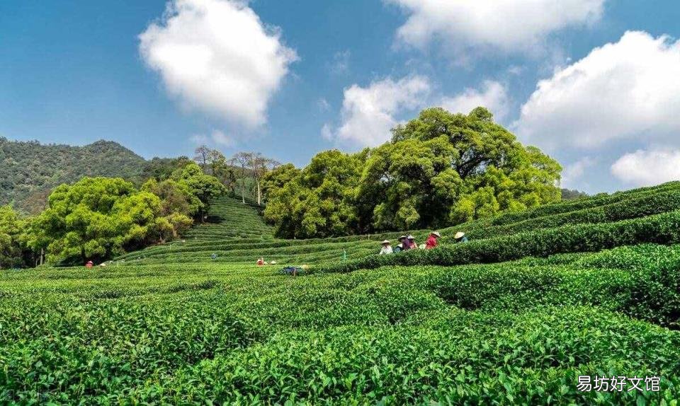 竹叶青是品牌还是绿茶的种类 竹叶青属于绿茶吗