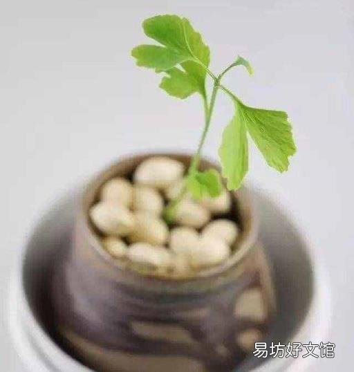 捡到的银杏果怎么种植 银杏果能种出银杏树吗