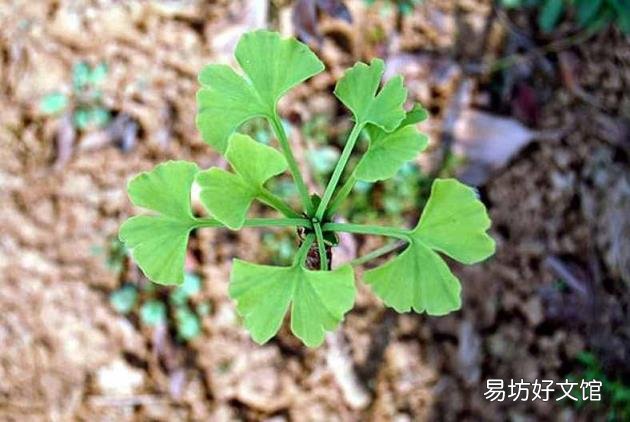 捡到的银杏果怎么种植 银杏果能种出银杏树吗