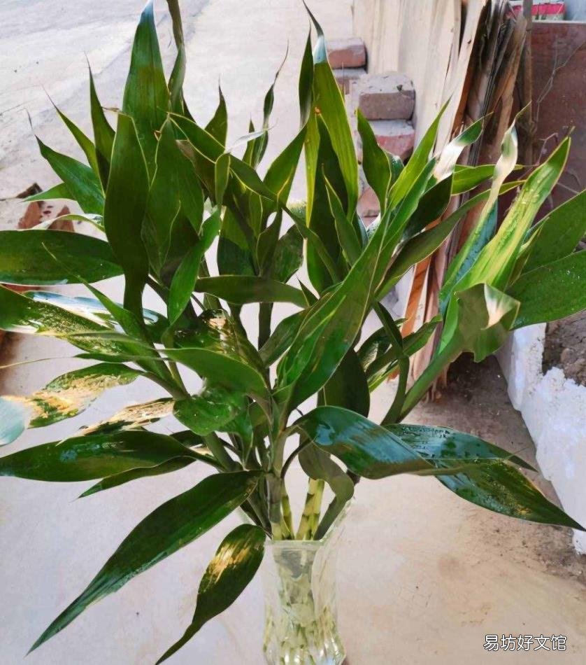 富贵竹怎么栽培 富贵竹的种植方法