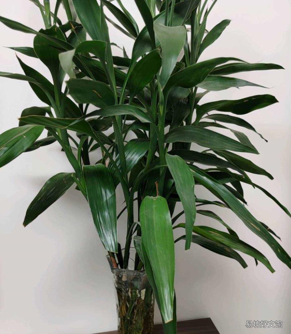 富贵竹怎么栽培 富贵竹的种植方法
