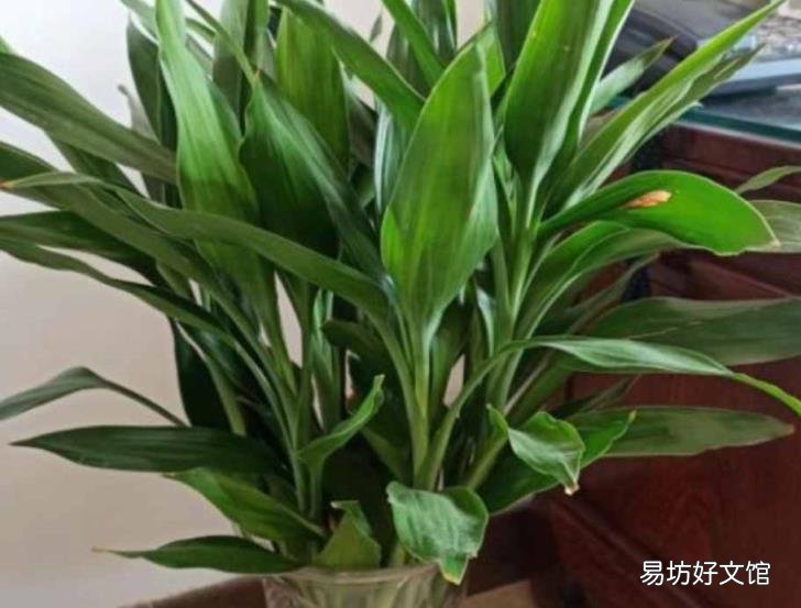富贵竹怎么栽培 富贵竹的种植方法
