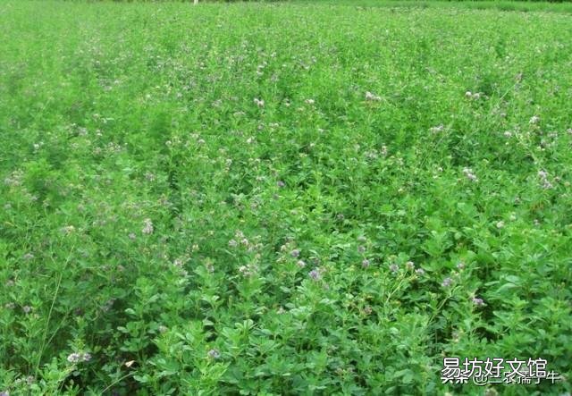 一亩草养几头牛?
