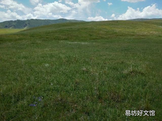 一亩草养几头牛?
