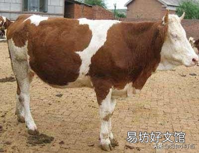 一亩草养几头牛?