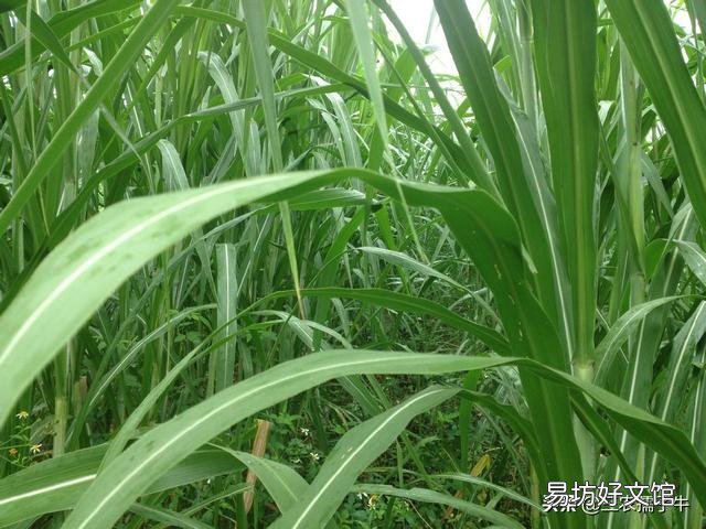 一亩草养几头牛?