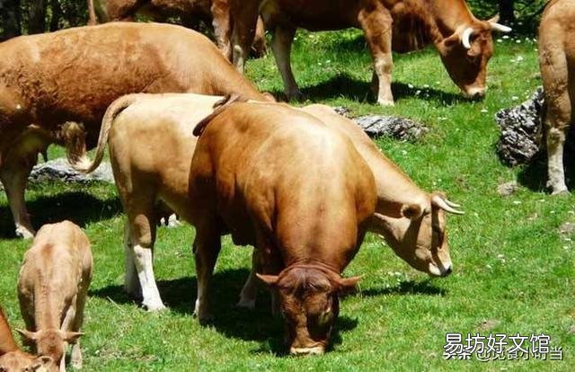 一亩草养几头牛?