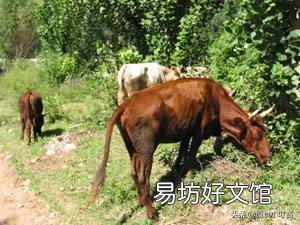 一亩草养几头牛?
