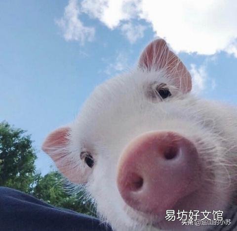 你认为猪价2021年能降到什么程度?