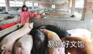 你认为猪价2021年能降到什么程度?