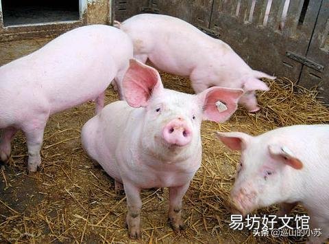 你认为猪价2021年能降到什么程度?