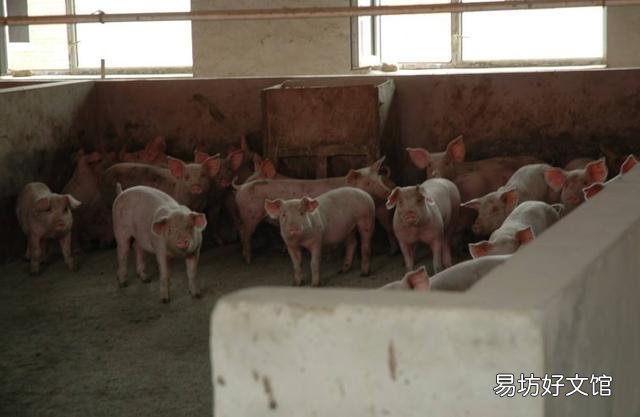 你认为猪价2021年能降到什么程度?