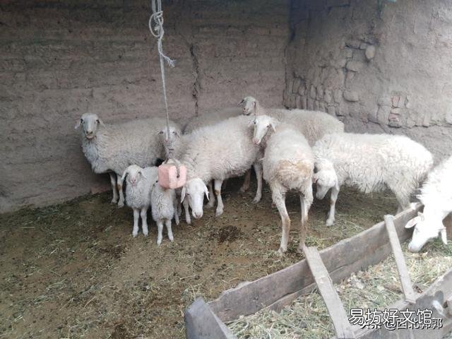 有些农村，完全可以搞点养殖业，没必要都往城里挤，你怎么看？