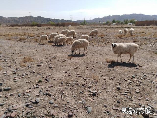 有些农村，完全可以搞点养殖业，没必要都往城里挤，你怎么看？