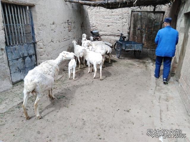 有些农村，完全可以搞点养殖业，没必要都往城里挤，你怎么看？