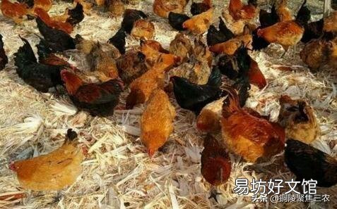 有些农村，完全可以搞点养殖业，没必要都往城里挤，你怎么看？