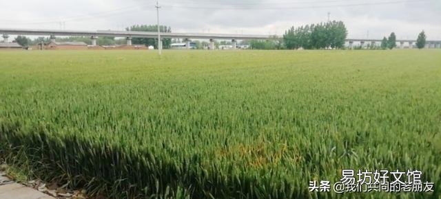 如果农民粮食不卖给粮贩,由国家统购,粮价是否有大的涨幅?