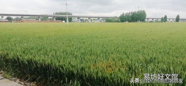 如果农民粮食不卖给粮贩,由国家统购,粮价是否有大的涨幅?