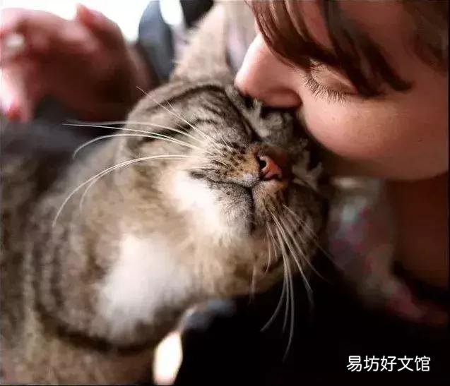 猫咪喜欢鼻子凑主人嘴(猫咪用鼻子凑主人嘴)