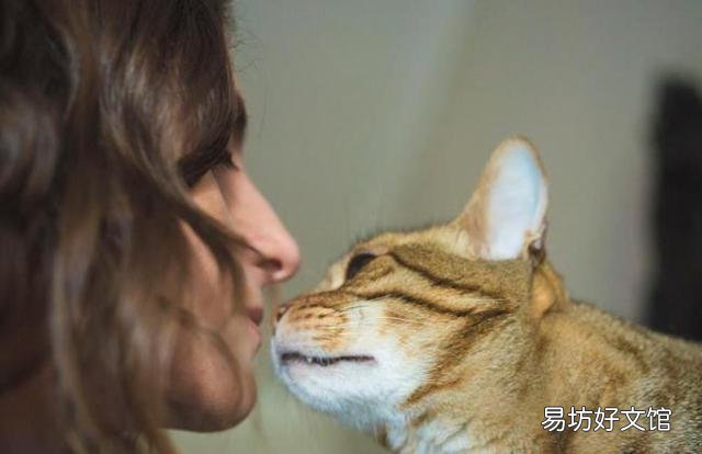 猫咪喜欢鼻子凑主人嘴(猫咪用鼻子凑主人嘴)