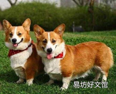 智商前十的狗狗排名 世界狗智商排名