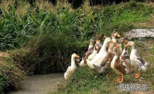 现在鸡鸭价格很低,冬天会不会上升?