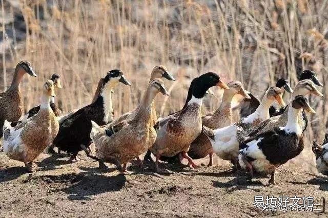 现在鸡鸭价格很低,冬天会不会上升?