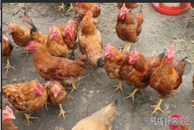 现在鸡鸭价格很低,冬天会不会上升?