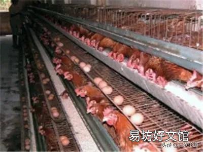 现在鸡鸭价格很低,冬天会不会上升?