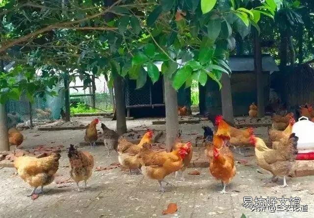 现在鸡鸭价格很低,冬天会不会上升?