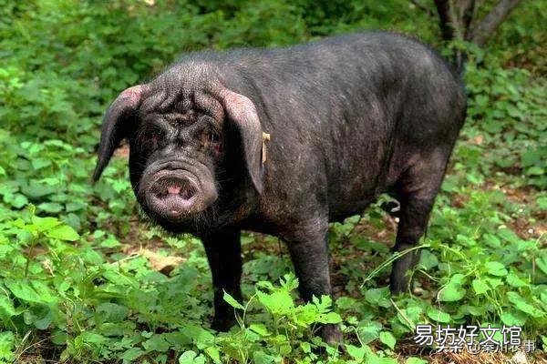 农村煮猪食喂猪多久出栏?