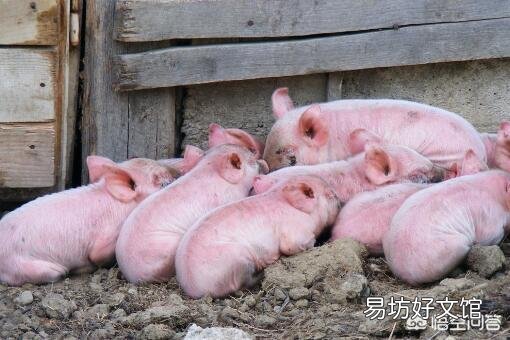农村煮猪食喂猪多久出栏?