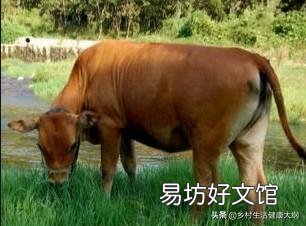 初配母牛成功的表现是什么样?