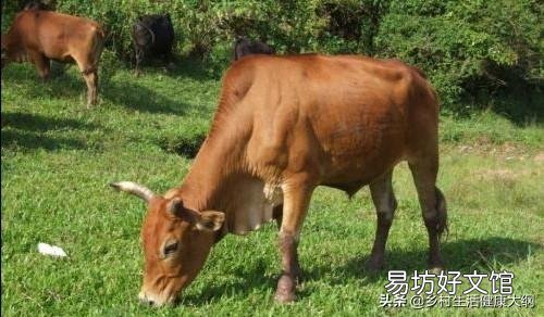 初配母牛成功的表现是什么样?