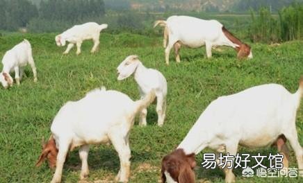 在农村养羊有什么高科技的养殖方法呢?