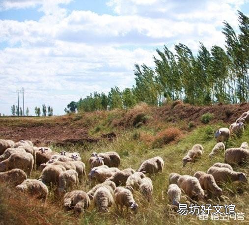 在农村养羊有什么高科技的养殖方法呢?