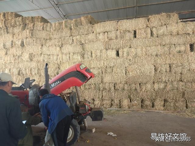 种草养牛的模式可行吗?