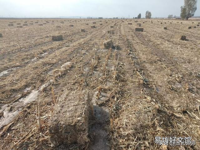 种草养牛的模式可行吗?