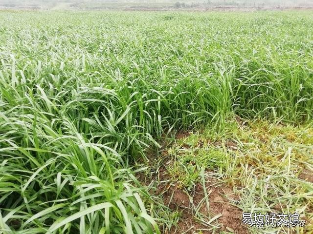 种草养牛的模式可行吗?