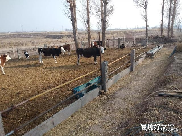 种草养牛的模式可行吗?