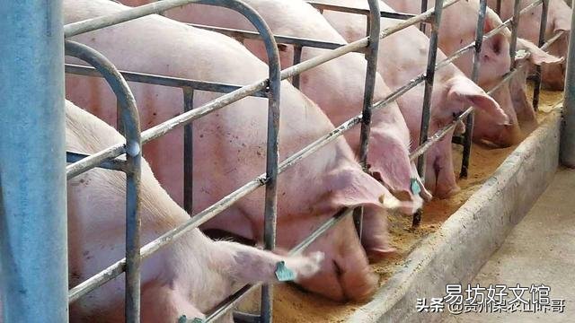母猪怀孕后有哪些表现?
