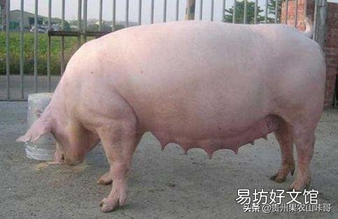 母猪怀孕后有哪些表现?