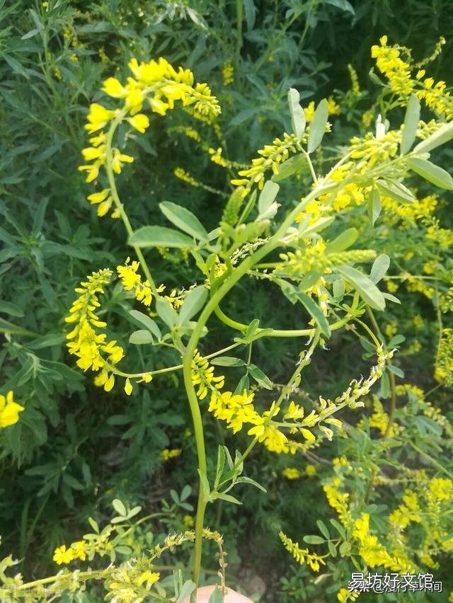 苜蓿是肥田的红花草吗?