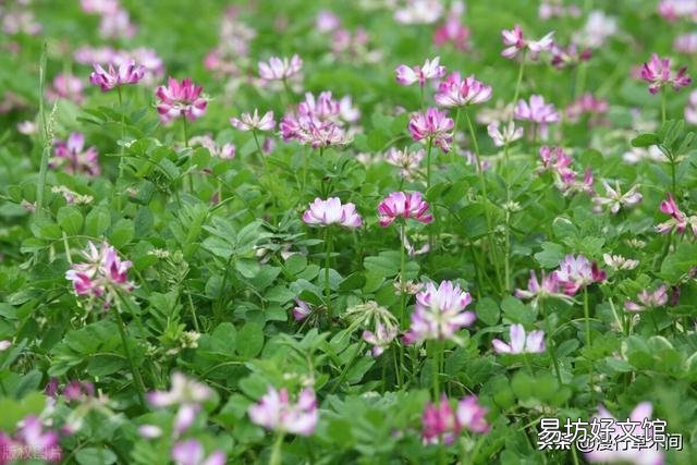 苜蓿是肥田的红花草吗?