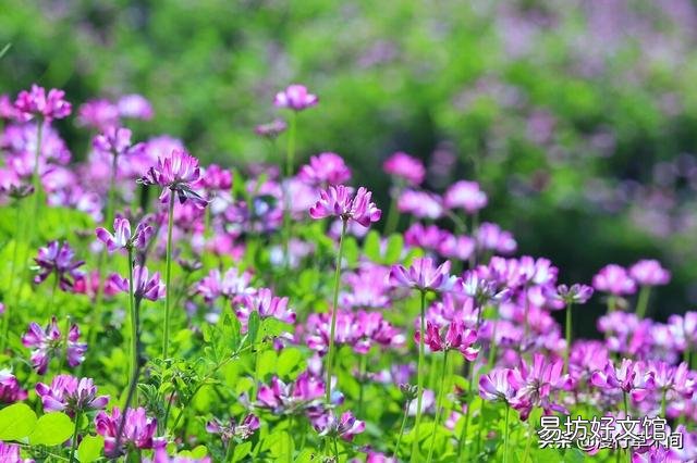 苜蓿是肥田的红花草吗?