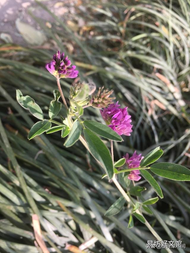 苜蓿是肥田的红花草吗?