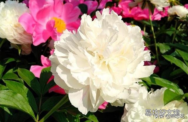 芍药,花色繁多,色彩艳丽,盆栽要如何管理呢?